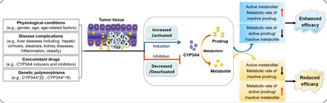 Contributing factors on metabolic mechanism-based CYP3A4-activated ...