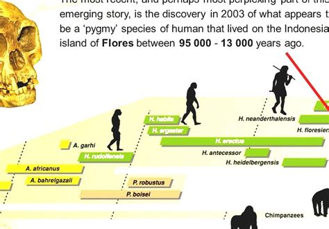 Timeline Of Human Evolution Human Ancestry