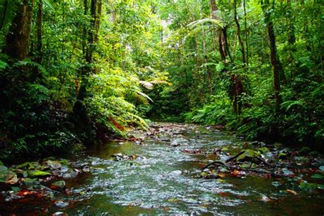 Dja Faunal Reserve, Cameroon - Among Africa's largest and best ...