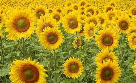 Sunflower Seed Germination, Time, Temperature, Process | Agri Farming