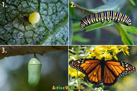 Monarch Butterfly Life Cycle Stages