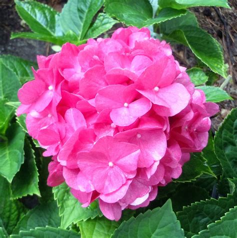 Farmers Seed & Supply Co. Inc.: Hydrangea - Flower of Many Colors