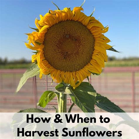 Harvesting Sunflower Seeds - How & When to Harvest Sunflower Seeds ...