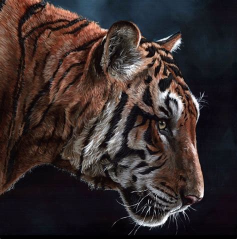 The Ultimate Colour Guide for Painting Tigers - Studio Wildlife