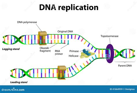 ELI5: How does DNA replication work? : r/explainlikeimfive