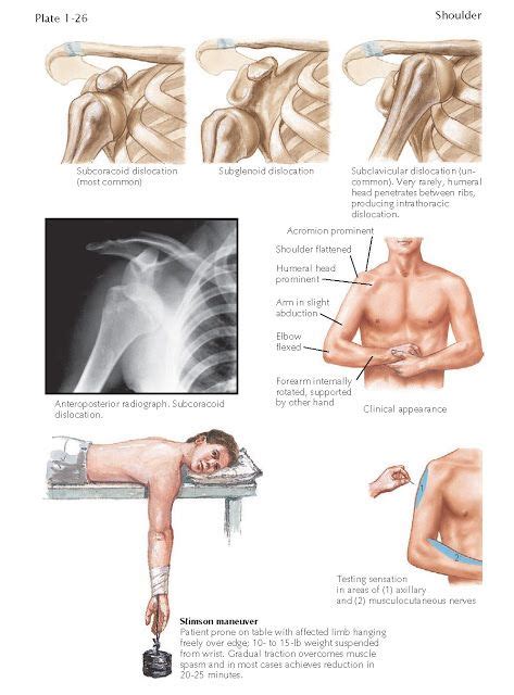 pediagenosis Muscle Anatomy, Body Anatomy, Yoga Poses For Sciatica ...