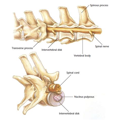 Hills Pet Nutrition | Dog Nervous System and Spinal Cord Diagram ...