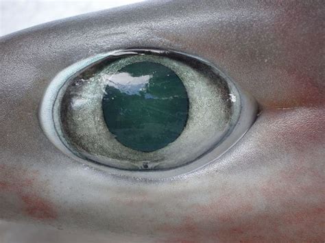 Shark Vision: Do Sharks have Good Eyesight? - Epic Diving