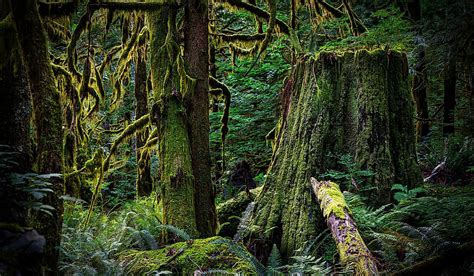 Old-Growth Forests - WorldAtlas