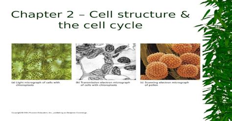 (PPT) Chapter 2 – Cell structure & the cell cycle. Plant Cells ...