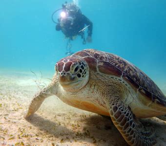 Palawan Scuba Diving Resorts & Liveaboards | Diving Palawan