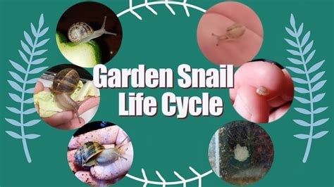 Life Cycle Of A Snail