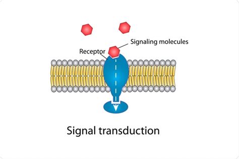 Signal Transduction: An Overview - Vighneshworld.com