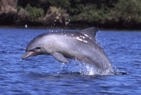 Bottlenose dolphins (Wikimedia Commons) - Earth Buddies