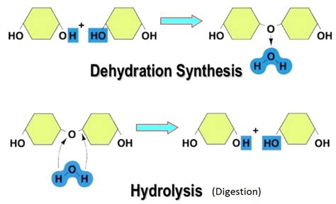 ️Dehydration Synthesis And Hydrolysis Worksheet Free Download| Goodimg.co