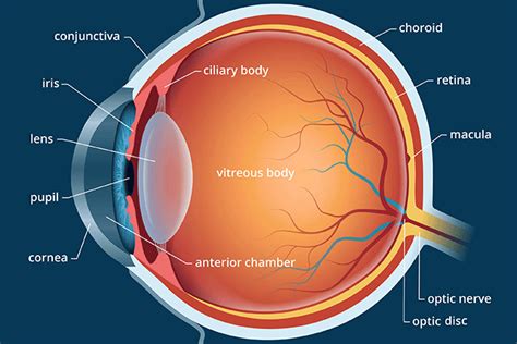 Lens of the Eye - All About Vision