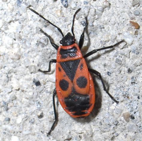 Black Beetle With Red Markings