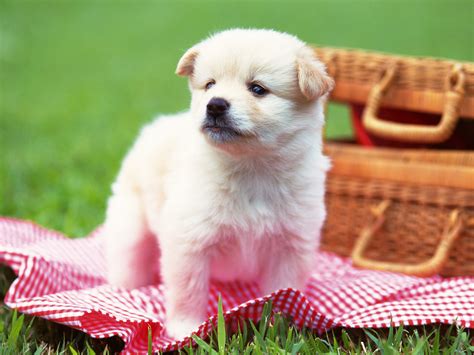 Cute Baby Animal Wallpapers Free - WallpaperSafari