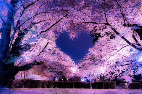 Download Magnificent Night Scene of Cherry Blossoms Wallpaper ...