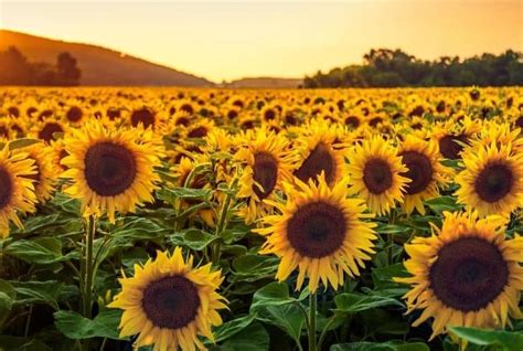 Are Sunflowers a Fall Flower? - Conserve Energy Future