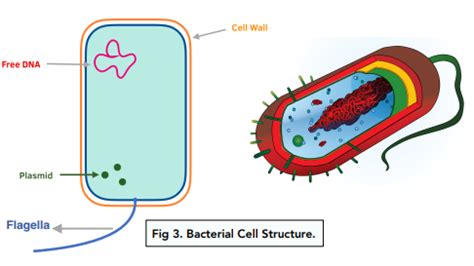 Types Of Bacterial Cells