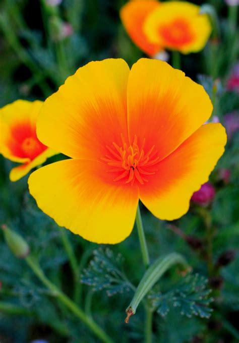 California poppy | Amazing flowers, Poppy flower, Beautiful flowers