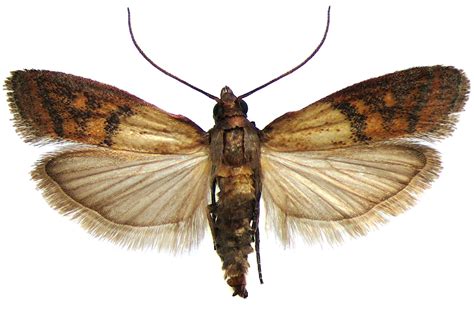 Pantry Moth (Indian Meal Moth): Identification, Life Cycle, Facts ...