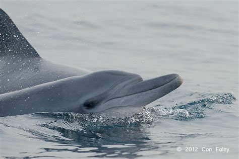 Indo-Pacific Bottlenose Dolphin « Con Foley Photography