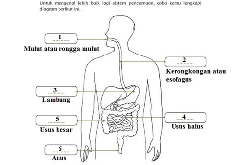 Mengenal Organ Organ Pencernaan Manusia Menggunakan Alat Peraga Sistem ...