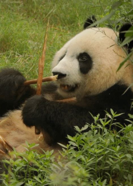 Panda Eating Bamboo (gif) | Cute Animals | Pinterest | Panda, Dog ...