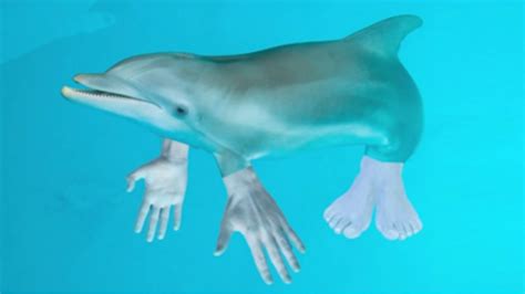 Dolphin with hands | TierZoo | Know Your Meme