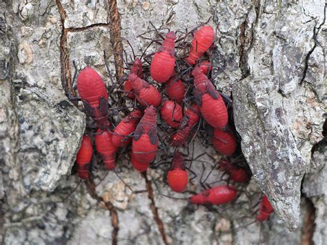 Species identification; clusters of big plump red bugs in Taipei - ECHEMI