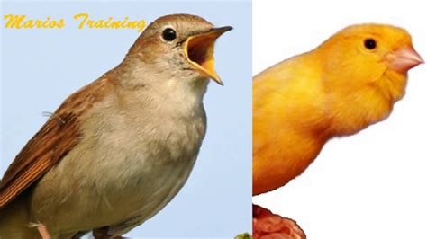 Canary singing video - Nightingale singing