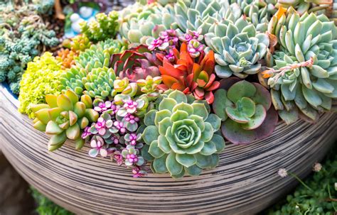 How to Decorate Your Home with Succulents - Cascade Floral Wholesale