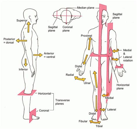 Body Planes and Anatomical Directions Pt. 2 Diagram | Quizlet