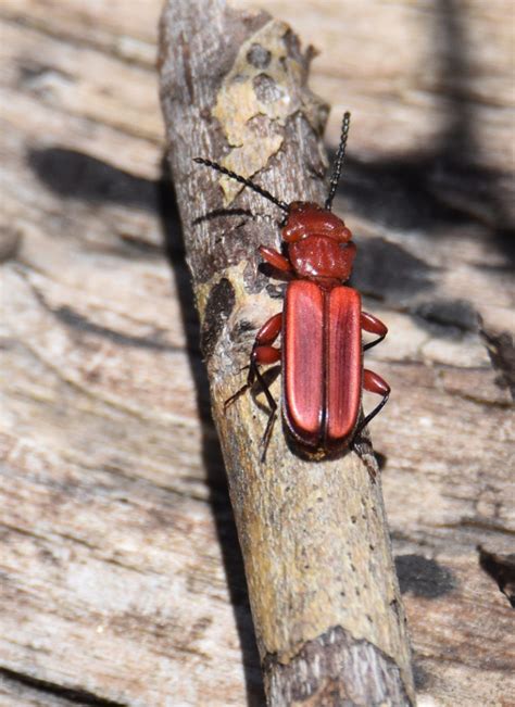 What Bright Red Beetle Bug Just Flew By On a Warm Spring Day in the ...