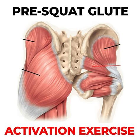 🚨 3 BANDED SQUAT GLUTE ACTIVATION EXERCISES 🚨 The gluteal muscles ...