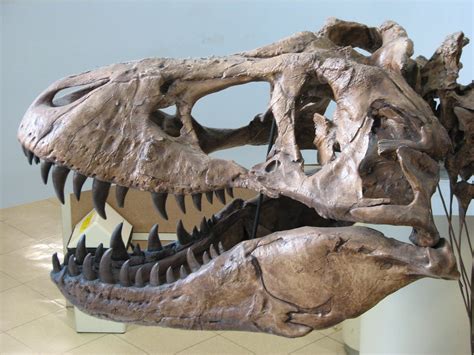 UCMP_Trex_skull_left.JPG (2592×1944) | Tyrannosaurus, Dinosaur ...