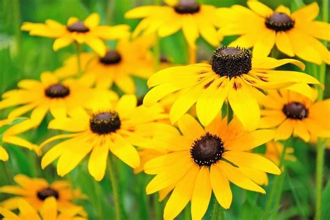 Choosing Plants For Full Sun In Zone 9 - Learn About Sun Loving Zone 9 ...