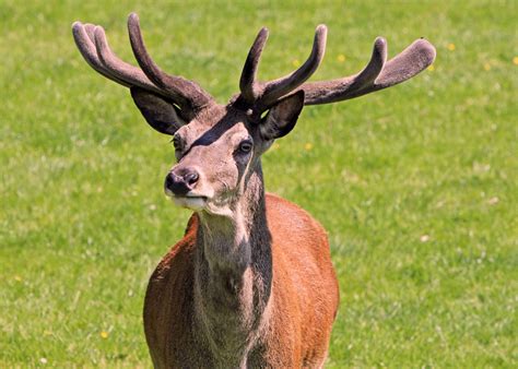 Mountain Deer wildlife in Great Smoky Mountains National Park ...