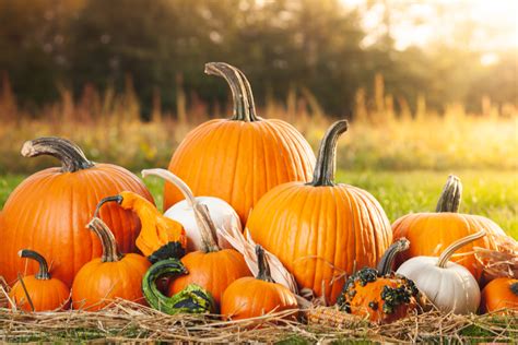 How To Make Pumpkins Last All Fall! Preserving Whole & Carved Pumpkin