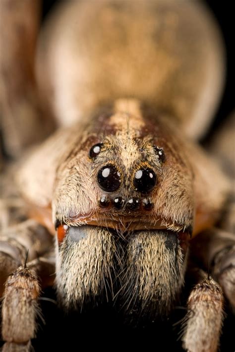 Tarantula Eating