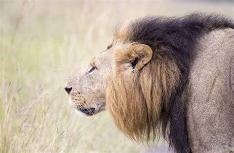 African Lion in the Savanna Stock Image - Image of nature, savannah ...