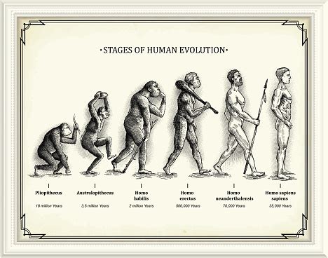 Stages Of Human Evolution Stock Illustration - Download Image Now ...