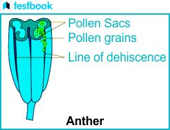 Understanding Bilobed Anther - Structure, Functions & FAQs