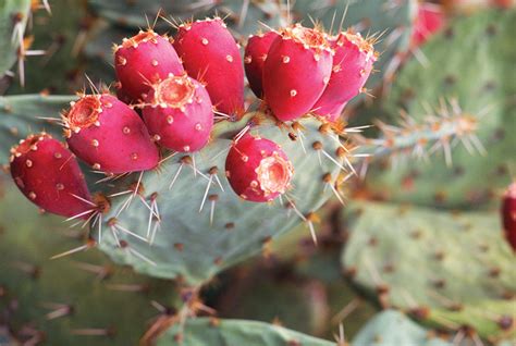 Prickly Pear (Opuntia humifusa) - Definition of Prickly Pear (Opuntia ...