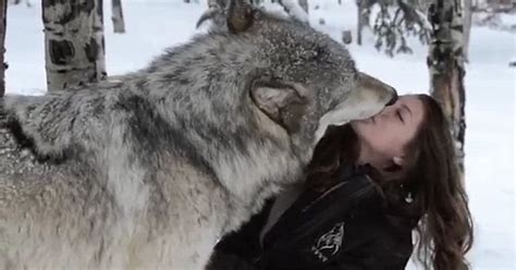 The Heartwarming Moment Kekoa The Giant Timber Wolf Plays With A ...