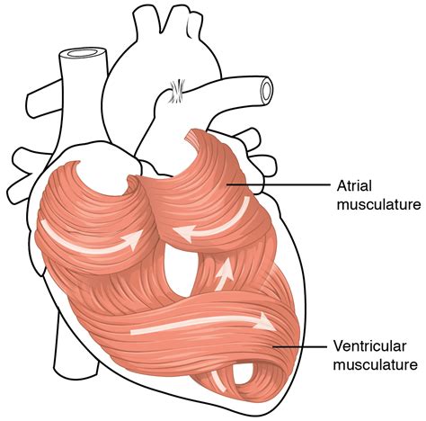 Heart Anatomy · Anatomy and Physiology