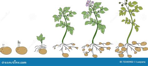 Potato Plant Growth Cycle Vector Illustration | CartoonDealer.com #73345902