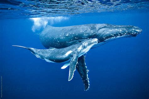 "Swimming With Humpback Whale Mon And Calf" by Stocksy Contributor ...